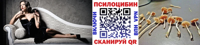 Псилоцибиновые грибы Psilocybine cubensis  Покровск 